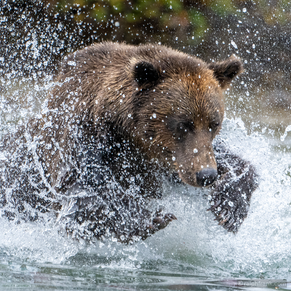 Grizzlybär (Ursus arctos horribilis) / grizzly bear / Foto: Ralph Frank