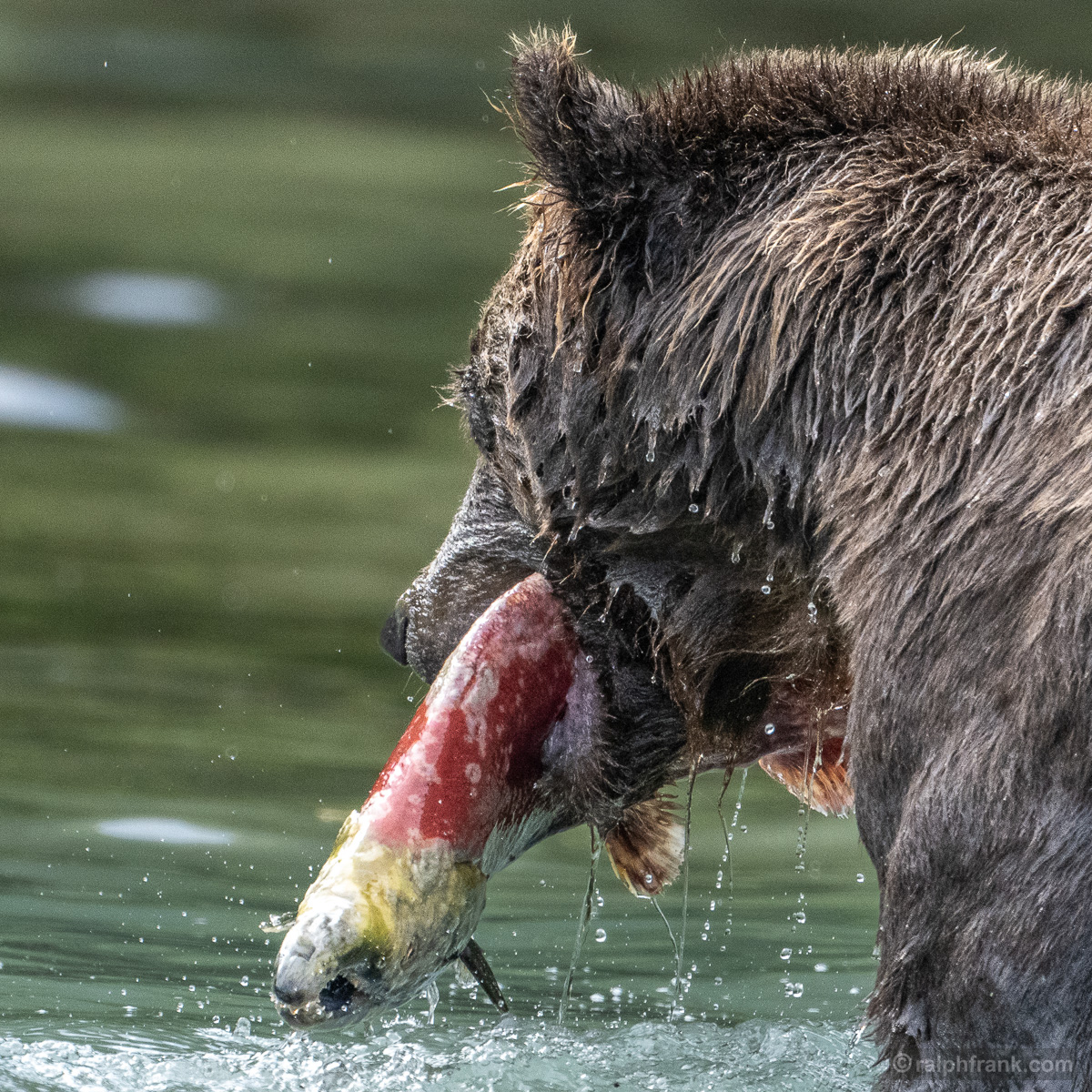 Grizzlybär (Ursus arctos horribilis) / grizzly bear / Foto: Ralph Frank