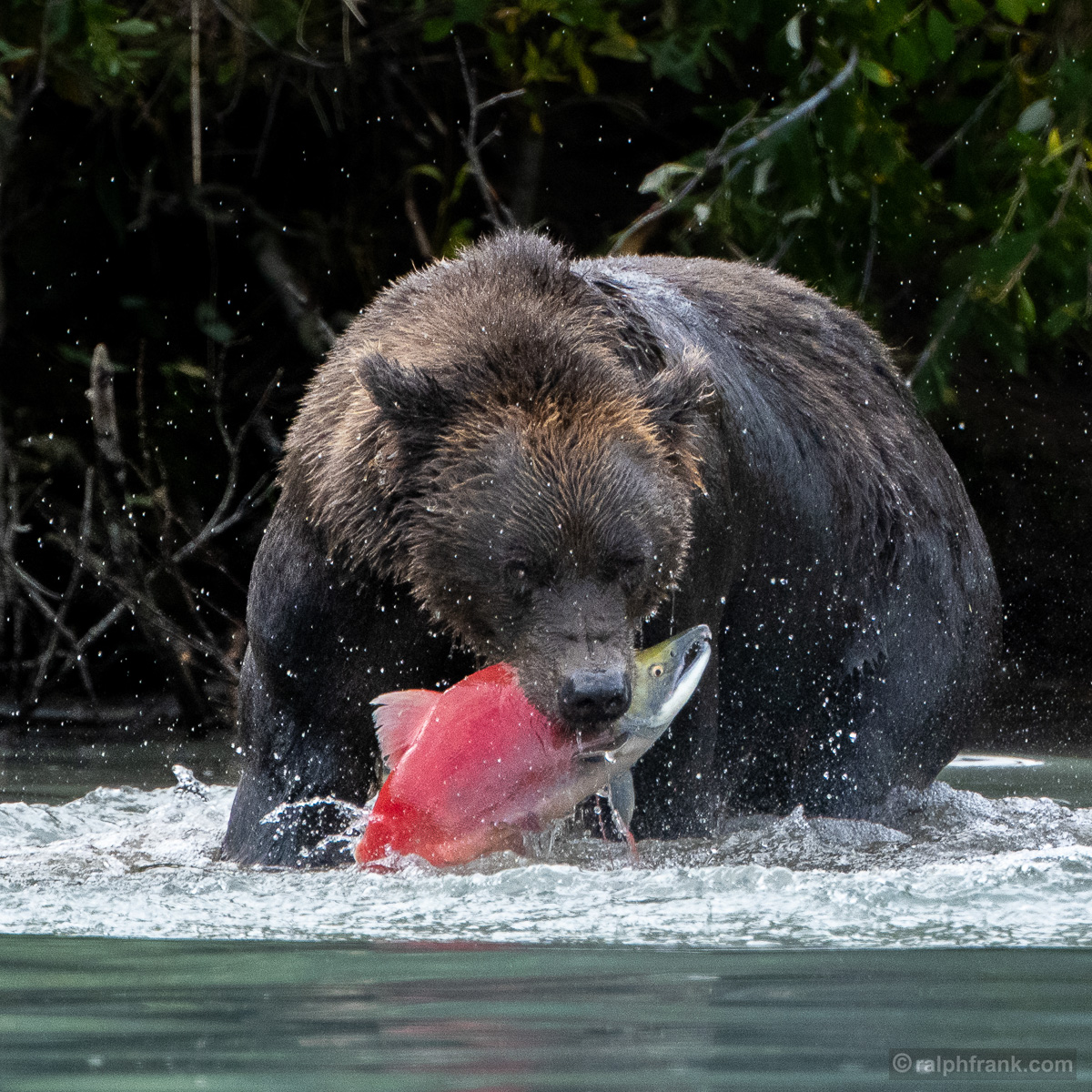 Grizzlybär (Ursus arctos horribilis) / grizzly bear / Foto: Ralph Frank