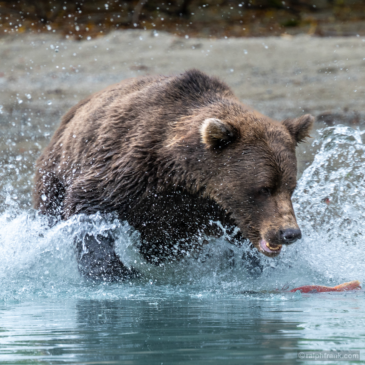 Grizzlybär (Ursus arctos horribilis) / grizzly bear / Foto: Ralph Frank