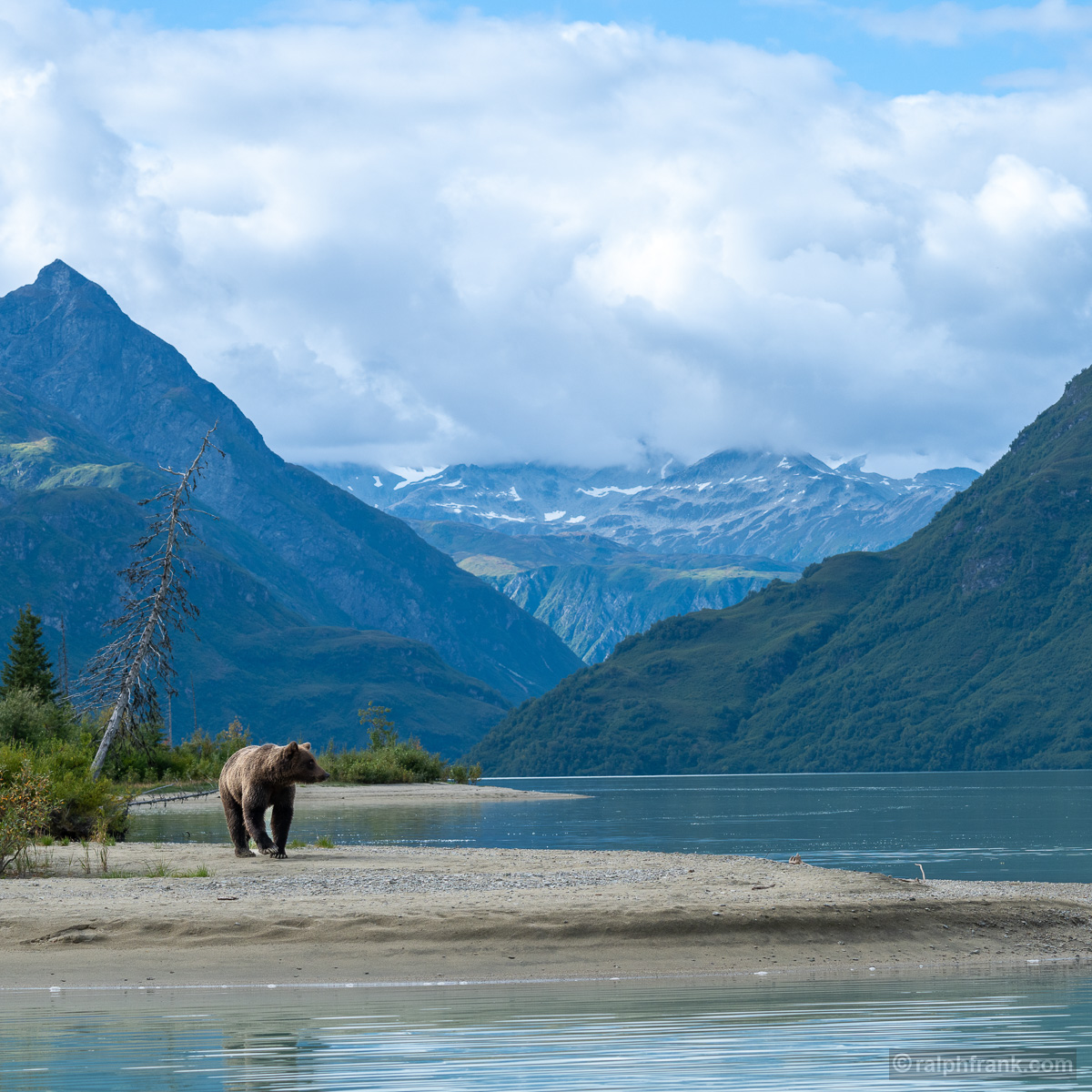Grizzlybär (Ursus arctos horribilis) / grizzly bear / Foto: Ralph Frank