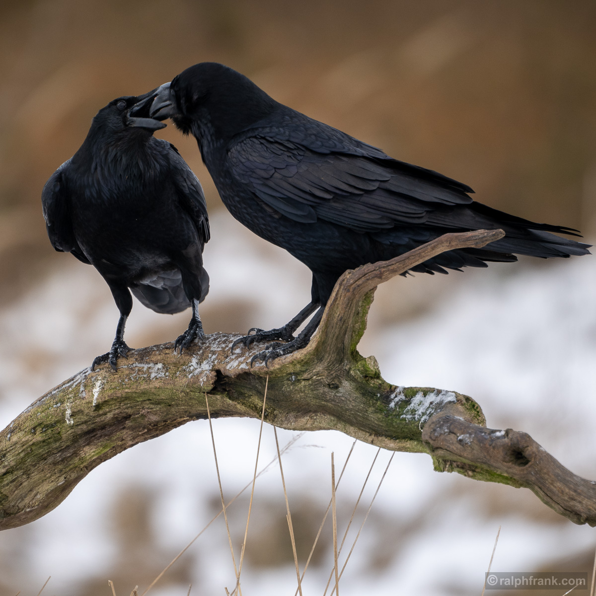 Kolkraben (Corvus corax) / common or northern raven / Foto: Ralph Frank