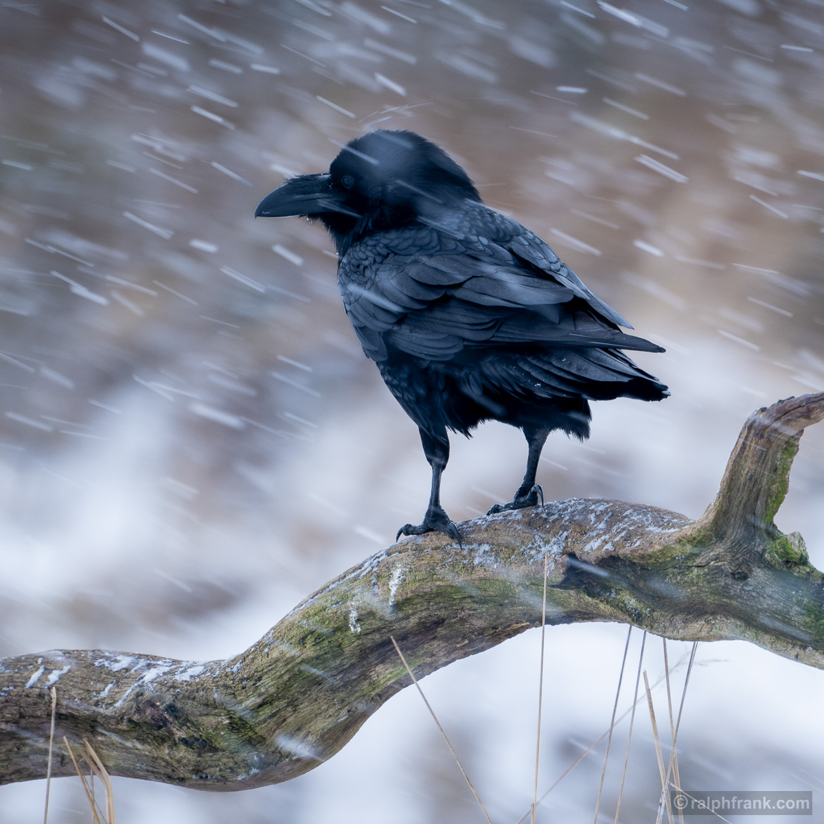 Kolkrabe (Corvus corax) / common or northern raven / Foto: Ralph Frank