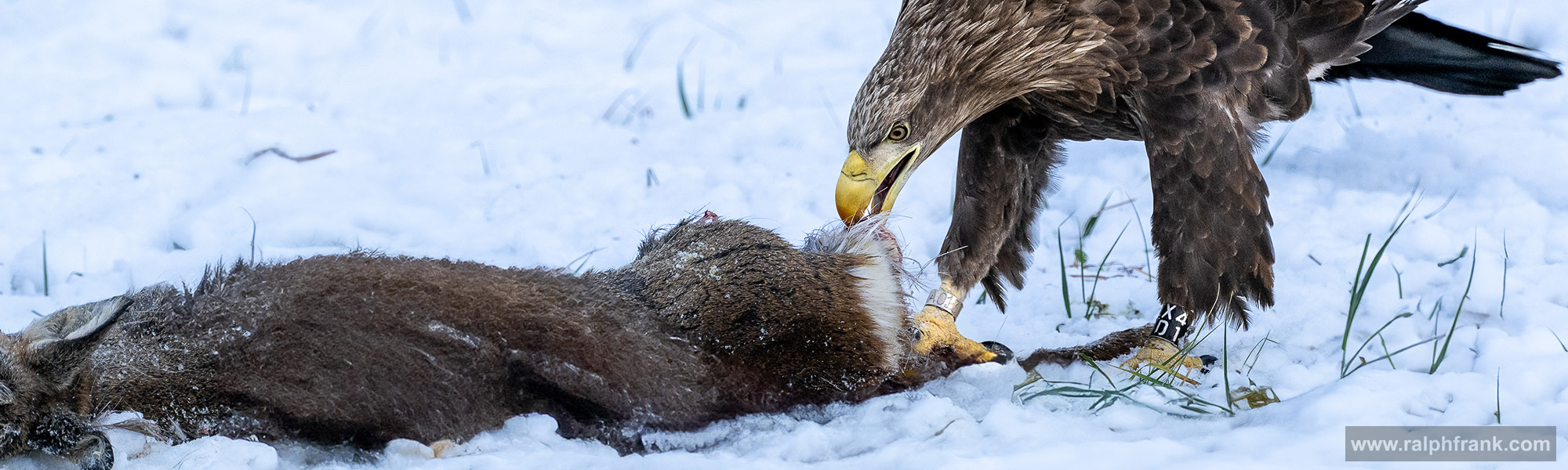 Seeadler (Haliaeetus albicilla) / white-tailed eagle / Foto: Ralph Frank